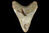 Fossil Megalodon Tooth - North Carolina #109664-2
